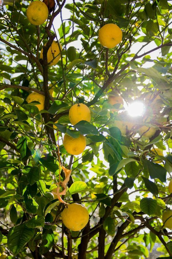 Agriturismo La Limonaia Mondavio エクステリア 写真